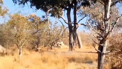 OMG! Leopard invasion of the animal world   Leopard vs Wildebeest, Antelope, Warthog ...