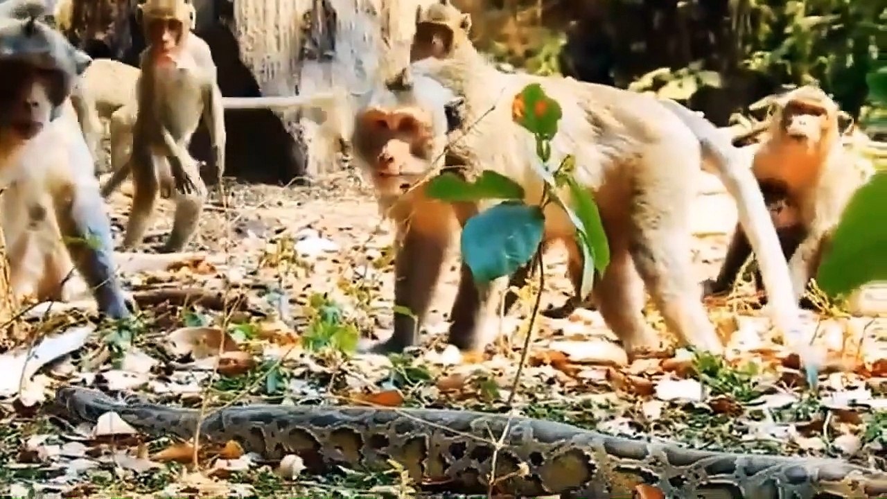 Monkeys pull the whole herd to rescue baby Monkey being attacked by ...