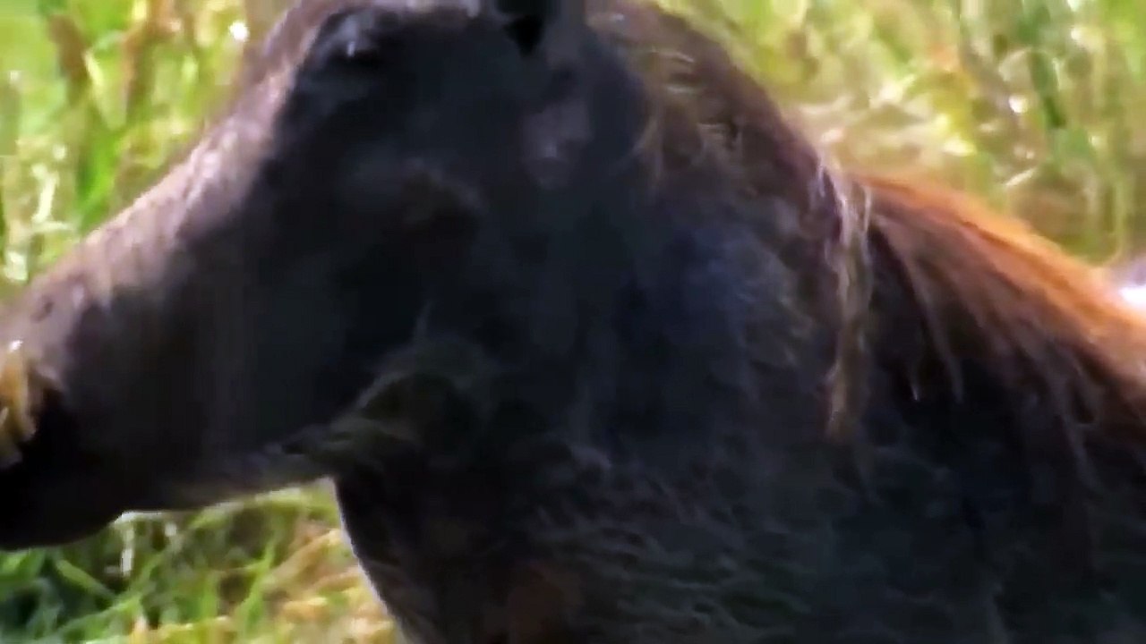 Incredible! Warthog, Hyena biting the Lion to survive   Animals attack in India