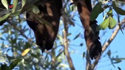 Lion vs Buffalo - Never Ending War To Surival   Wild Aniamls Fight 2022