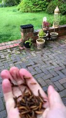 Hand Feeding a Robin in Our Back Garden