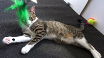 Panting Kitten Plays With Green Feather Toy