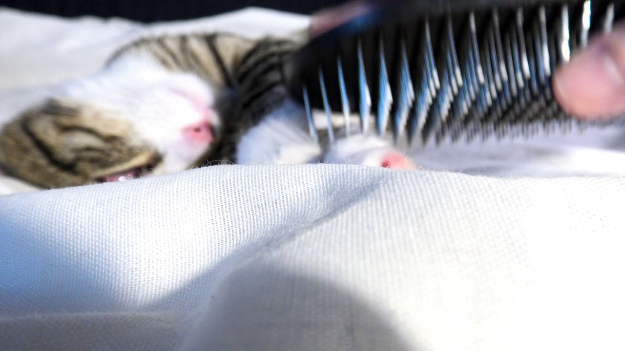 Sleeping Kitten Likes Being Brushed