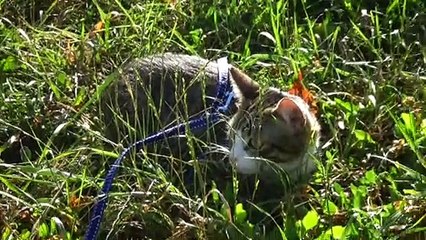 Small Fearful Cat Hides under the Grass
