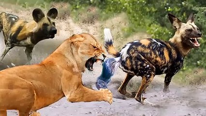 Most Amazing Moments Of Wild Animal 2022 - Wild Discovery Animals p9