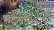 Lion, Hyena vs Crocodile in the river   Fierce Battles of Lion vs African Animals