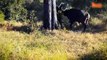 The herd of crazy buffaloes jumps straight at the lion and knocks it up to save baby   Lion vs Rhino