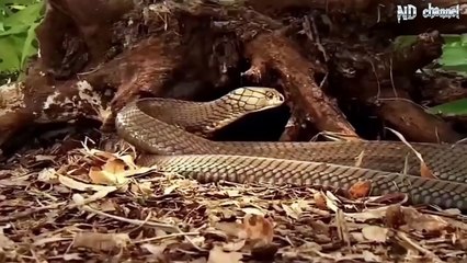 King Cobra Vs Mongoose - Cobra is Punished When Deliberately Spraying Venom Into Mongooses