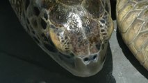 El calor hace que solo nazcan tortugas hembras en Florida