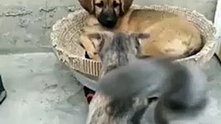 Cats and Dogs being bros