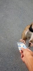 Little Monkey Asks For Money to Get Some Milk