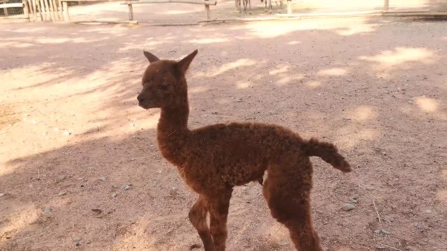 Fiocco rosa al bioparco Zoom di Torino, e' nato un piccolo di alpaca