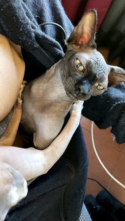 Sphynx Cat Bops Sibling on Nose Hitting the Sneeze Button