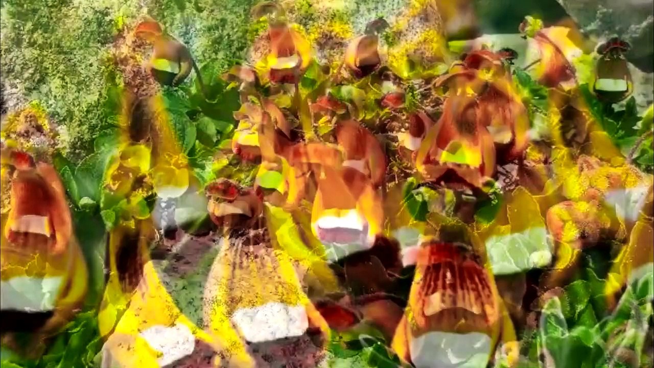 TOP 10 PLANTAS CON EXTRAÑOS PARECIDOS - Parte 2