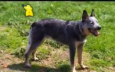 Boogie Beebies - Woof Woof Full Episode