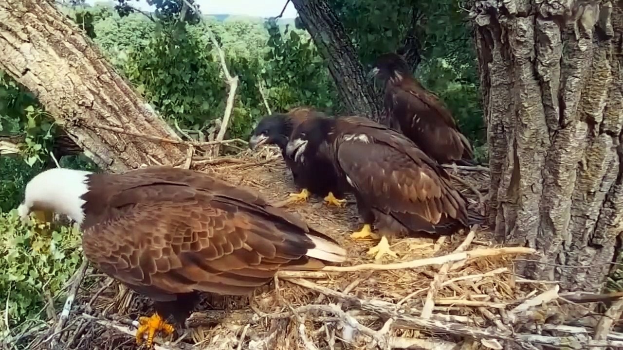 8 Times Wild Animals Surrounds Its Prey So It Can't Escape