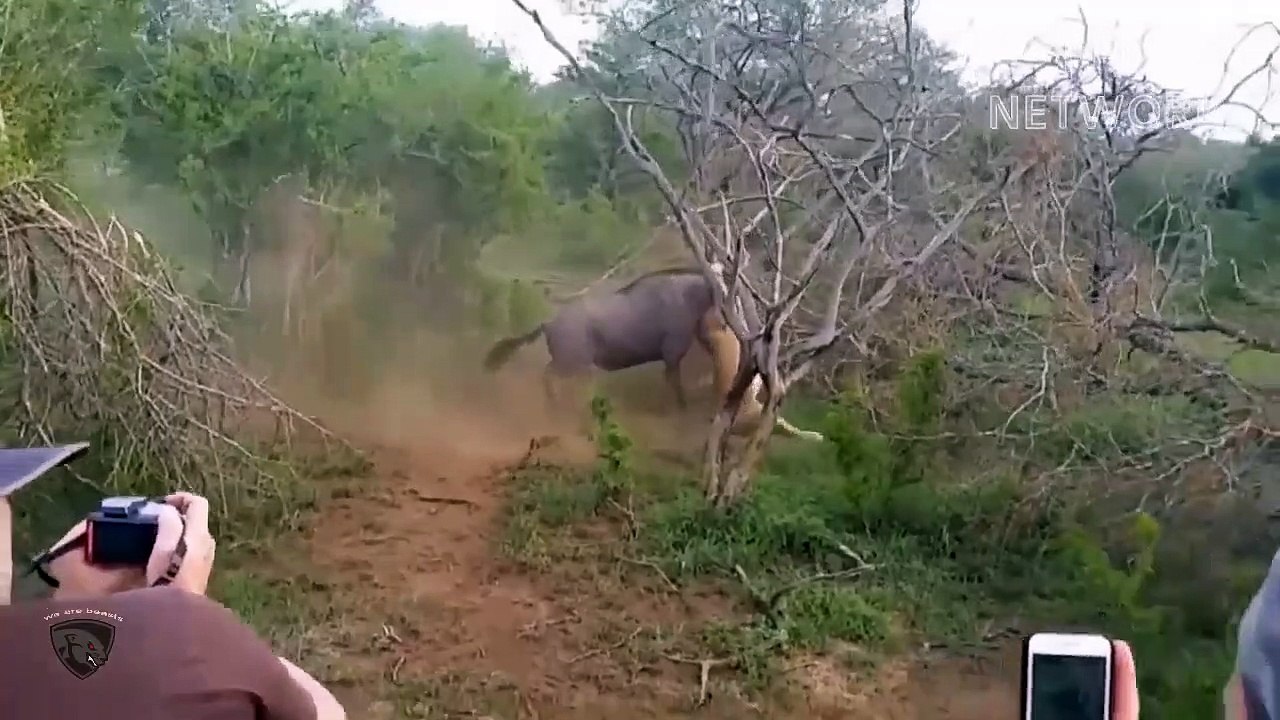 Lion King Failed Miserably When Fighting Wild Horses That Were Too Strong   Wild Animal Attack