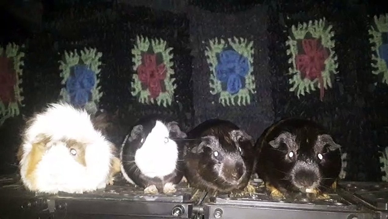 CAVIA PORCELLUS DAVID 20210630_071554