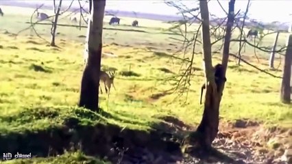 Gorillas Really Want To Rescue The Impala From Leopard Hunting  Leopard vs Baboon vs Impala
