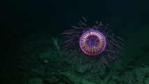 Medusa brillante y rara es vista en aguas profundas de Baja California