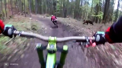 7 Bear Encounters That Will Give You Anxiety