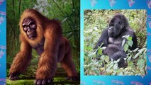 This is Why Gigantopithecus is 100 Times More Dangerous Than Gorilla