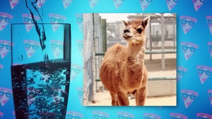 11 New Hybrid Animals Created Recently