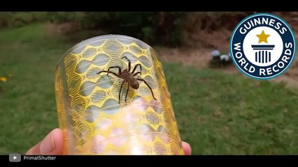 Most Dangerous Spider in The World You Should Never Touch