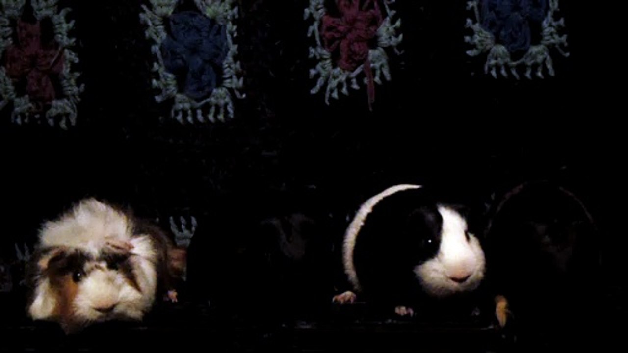 CAVIA PORCELLUS DAVID 102_8631