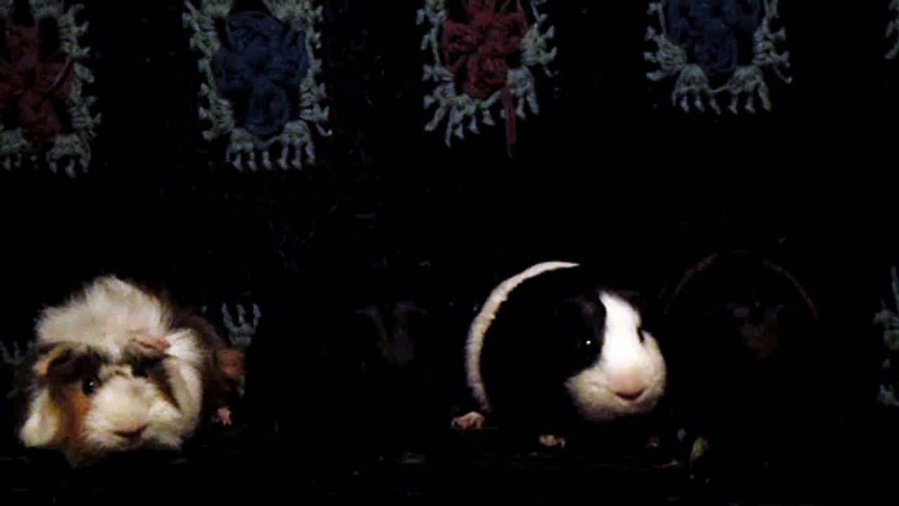 CAVIA PORCELLUS DAVID 102_8632