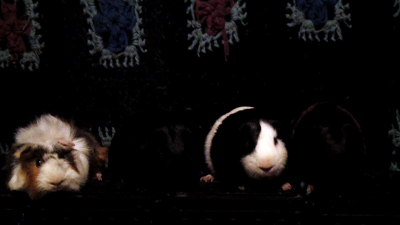 CAVIA PORCELLUS DAVID 102_8633