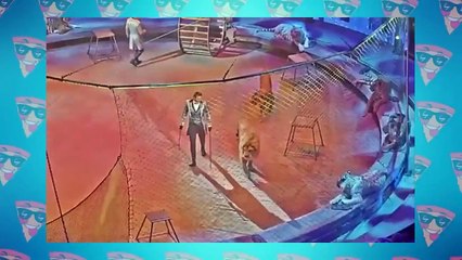 100 Craziest Animal Fights of All Time 2022