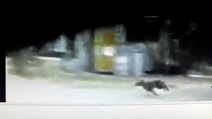 Thylacine -The best photo and video evidence for the Tasmanian Tiger