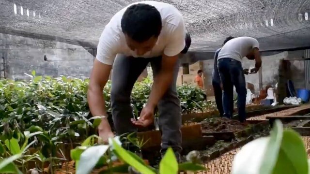 Habitantes de Caquetá luchan contra la deforestación en la Amazonía