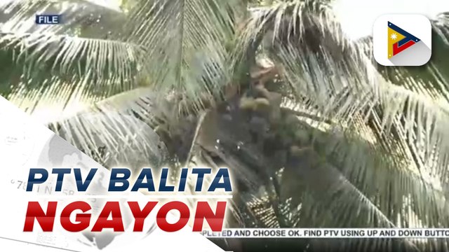 PBBM, pinabibilis ang pagpapatupad ng programa para sa coconut farmers