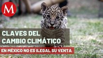 Venta de grandes felinos ha incrementado en México | Claves del Cambio Climático