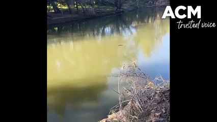 Platypus in the Peel River