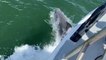 Dolphins make for a spectacular sight off the coast of Florida