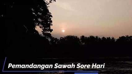 Pemandangan Sawah Sore Hari