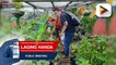 Organic garden sa Baguio City, dinarayo ng mga turista
