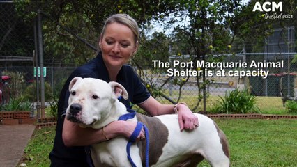 Port Macquarie Animal Shelter | August 3, 2022 | Port Macquarie News