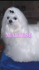 Beautiful Some  Dogs/Beautiful Dogs Video