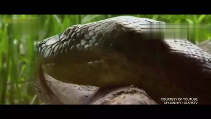 REAL MONSTERS OF THE AMAZON RIVER