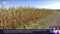En Haute-Saône, la sécheresse a des conséquences désastreuses sur les rendements des agriculteurs
