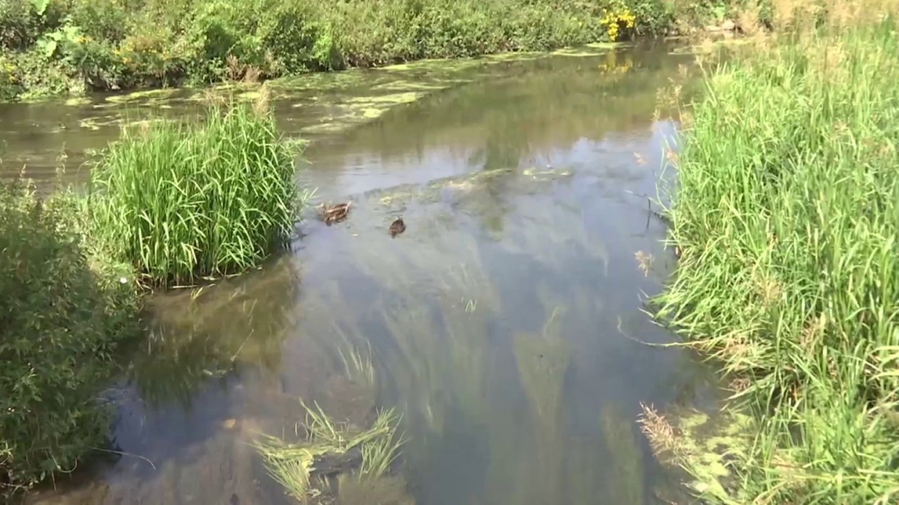 Essonne : niveau d'alerte atteint pour la rivière de l'Orge