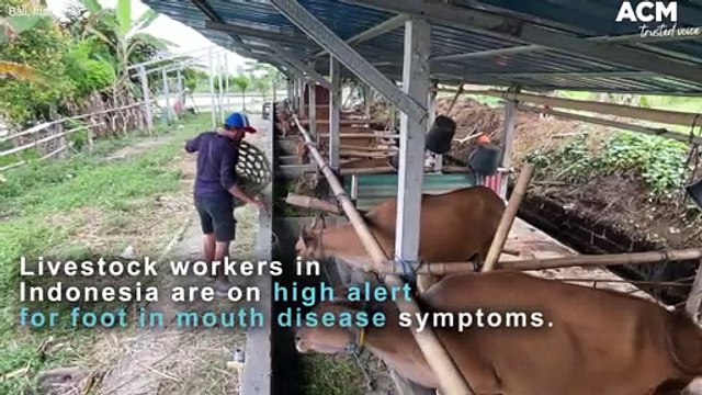 Bali, Indonesia under high alert as foot and mouth diease continues to spread | August, 3, 2022 | ACM