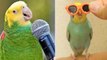 Baby Animals  Funny Parrots and Cute Birds Compilation #1
