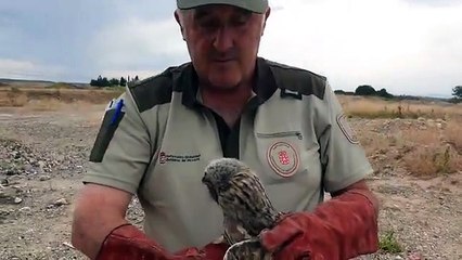 Liberan 3 Búhos chicos recuperados en  Ilundain. Guarderío de Medioambiente del Gobierno de Navarra