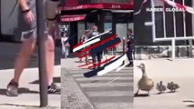 Anne ördek ve yavruları için trafiği durduran polis