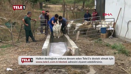 Koyun ve keçilerin dış parazit banyosundan renkli görüntüler